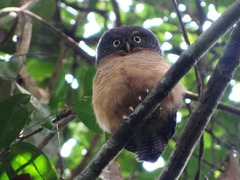 Glaucidium sjostedti