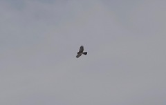 Accipiter cooperii