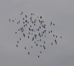 Columba livia domestica