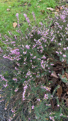 Erica carnea