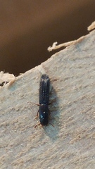 Colydium lineola