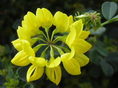 Coronilla valentina glauca