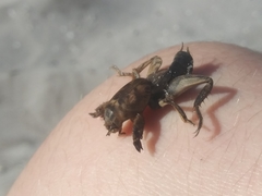 Neoscapteriscus abbreviatus