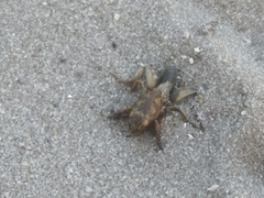 Neoscapteriscus abbreviatus