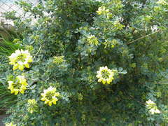 Coronilla valentina glauca