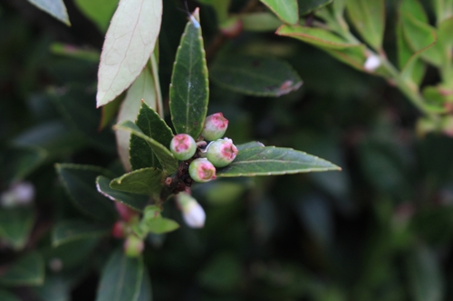 Image of Vaccinium consanguineum by no rights reserved