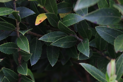 Image of Vaccinium consanguineum by no rights reserved