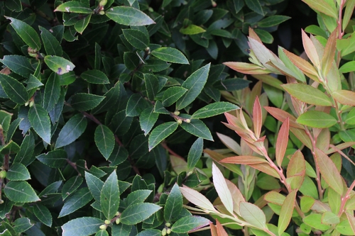 Image of Vaccinium consanguineum by no rights reserved