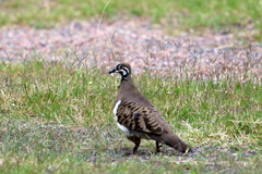 Geophaps scripta peninsulae