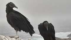 Coragyps atratus foetens