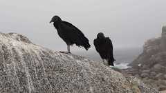 Coragyps atratus foetens