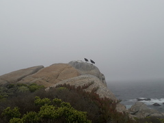 Coragyps atratus foetens