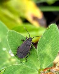 Pyrrhocoris marginatus
