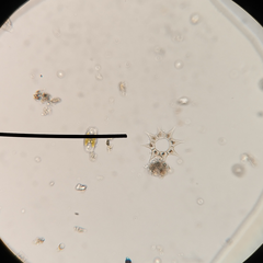 Hydrodictyaceae