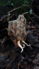 Phaeoclavulina cyanocephala
