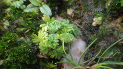 Alchemilla australis