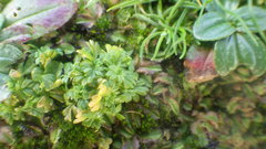 Alchemilla australis