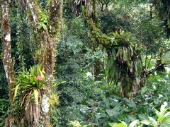 Canistrum cyathiforme