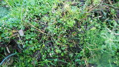 Cochlearia danica