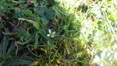 Cochlearia danica