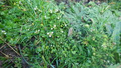 Cochlearia danica