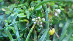 Cochlearia danica