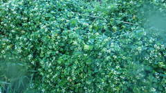 Cochlearia danica