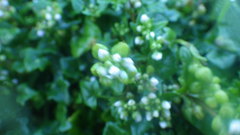 Cochlearia danica