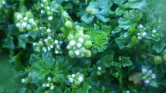 Cochlearia danica