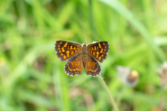 Aricoris campestris