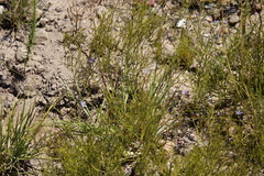 Caesia contorta