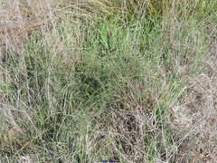 Asparagus acutifolius