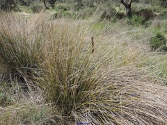 Scirpoides holoschoenus