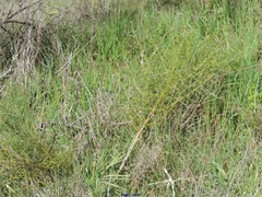 Asparagus acutifolius