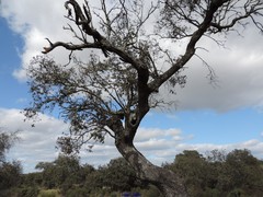 Quercus rotundifolia