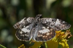 Chiomara asychis