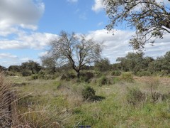 Quercus rotundifolia
