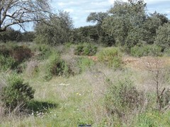 Quercus rotundifolia