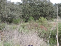 Quercus rotundifolia
