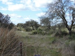 Scirpoides holoschoenus