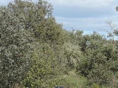 Quercus rotundifolia