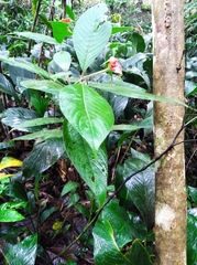 Palicourea tomentosa