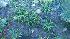Isoetes histrix