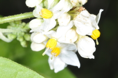Solanum argentinum