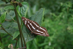 Limenitis sulpitia
