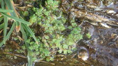 Ricciaceae