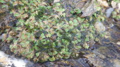 Ricciaceae
