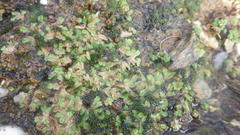 Ricciaceae