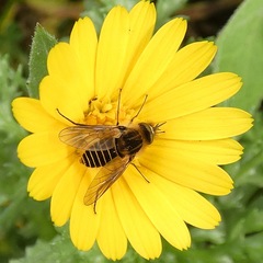 Parageron gratus