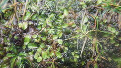 Ricciaceae